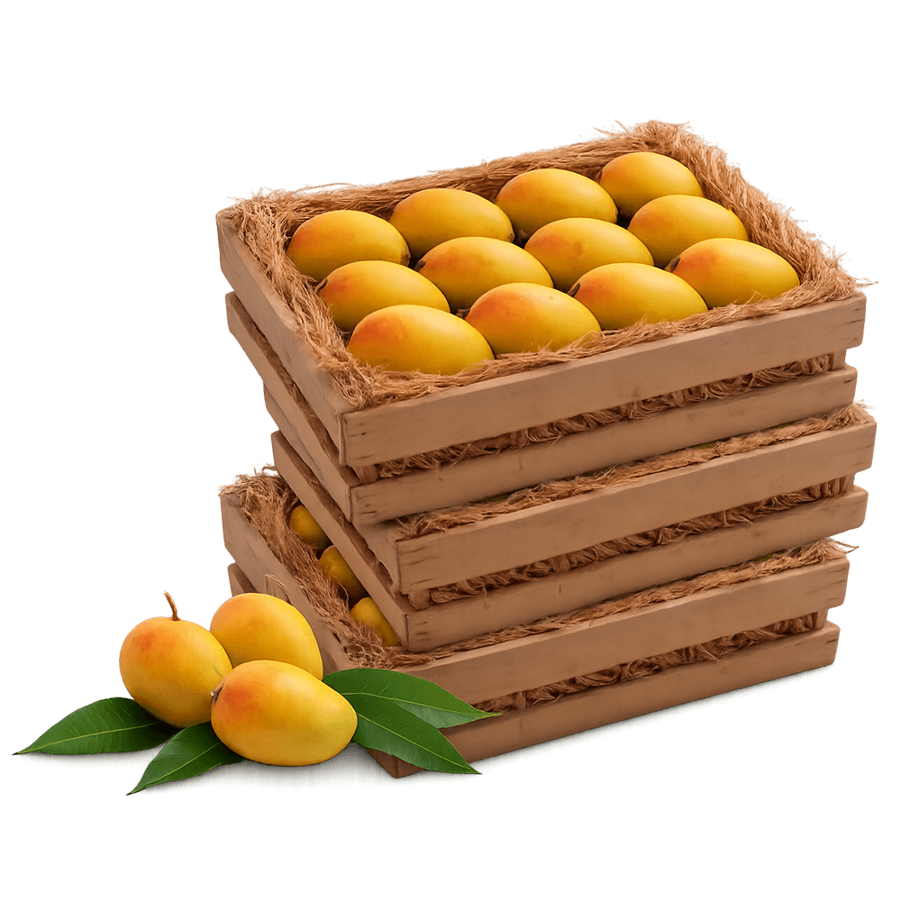 Alphonso (Classic Size) - 3 Dozen (Family Pack)