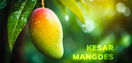 Kesar Mango: The Sweet Pride of India